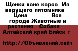 Щенки кане корсо! Из ведущего питомника! › Цена ­ 60 000 - Все города Животные и растения » Собаки   . Алтайский край,Бийск г.